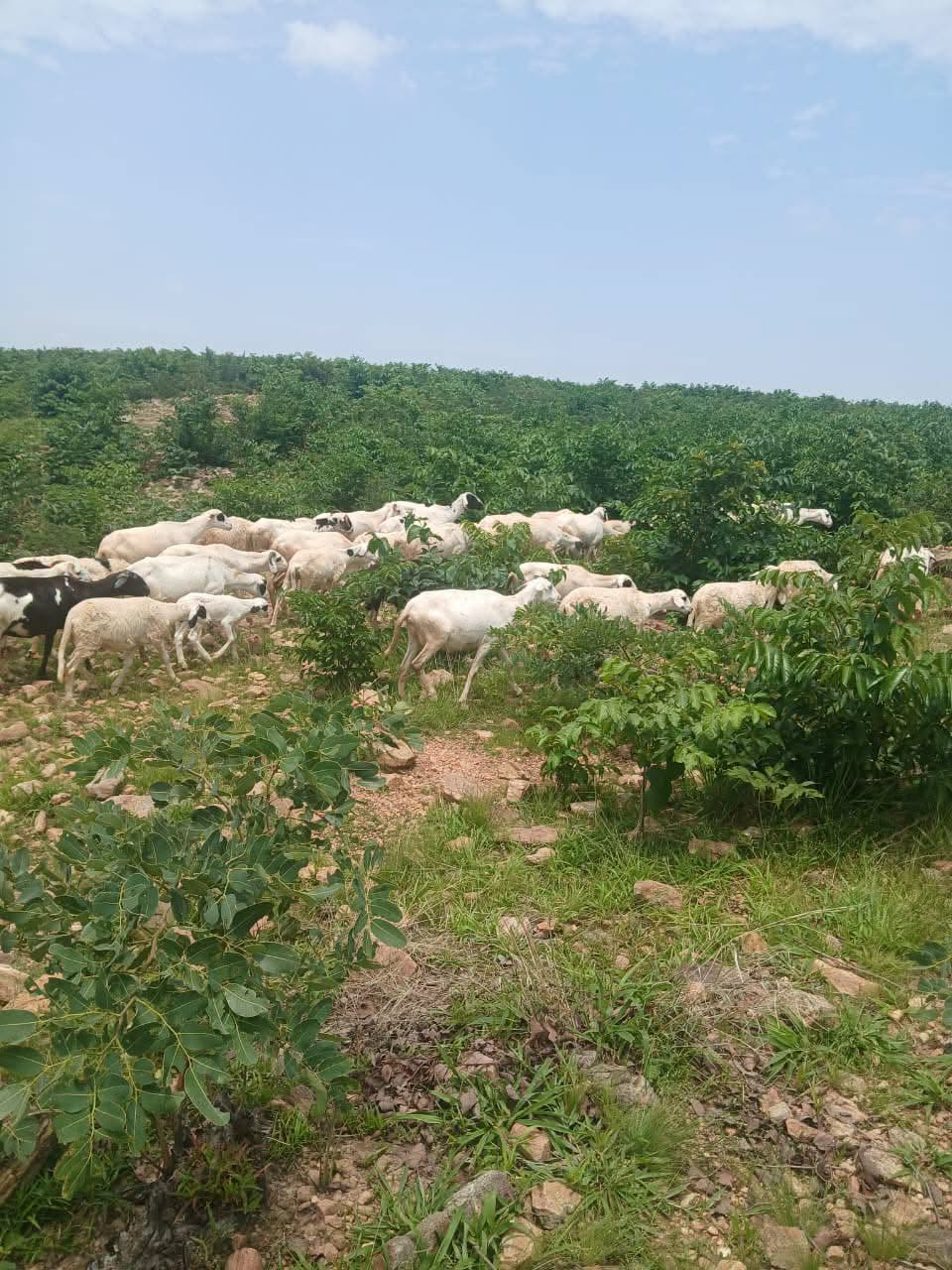 BAKORI